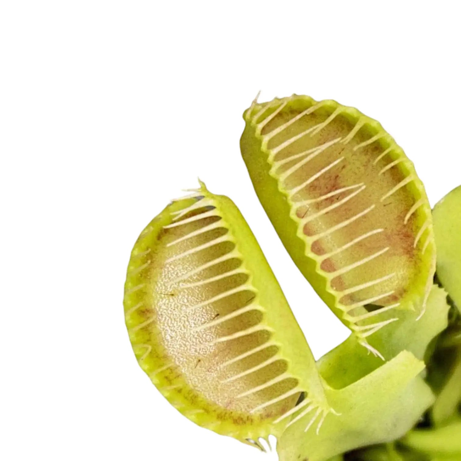 Dionaea muscipula leaf detail on white background.