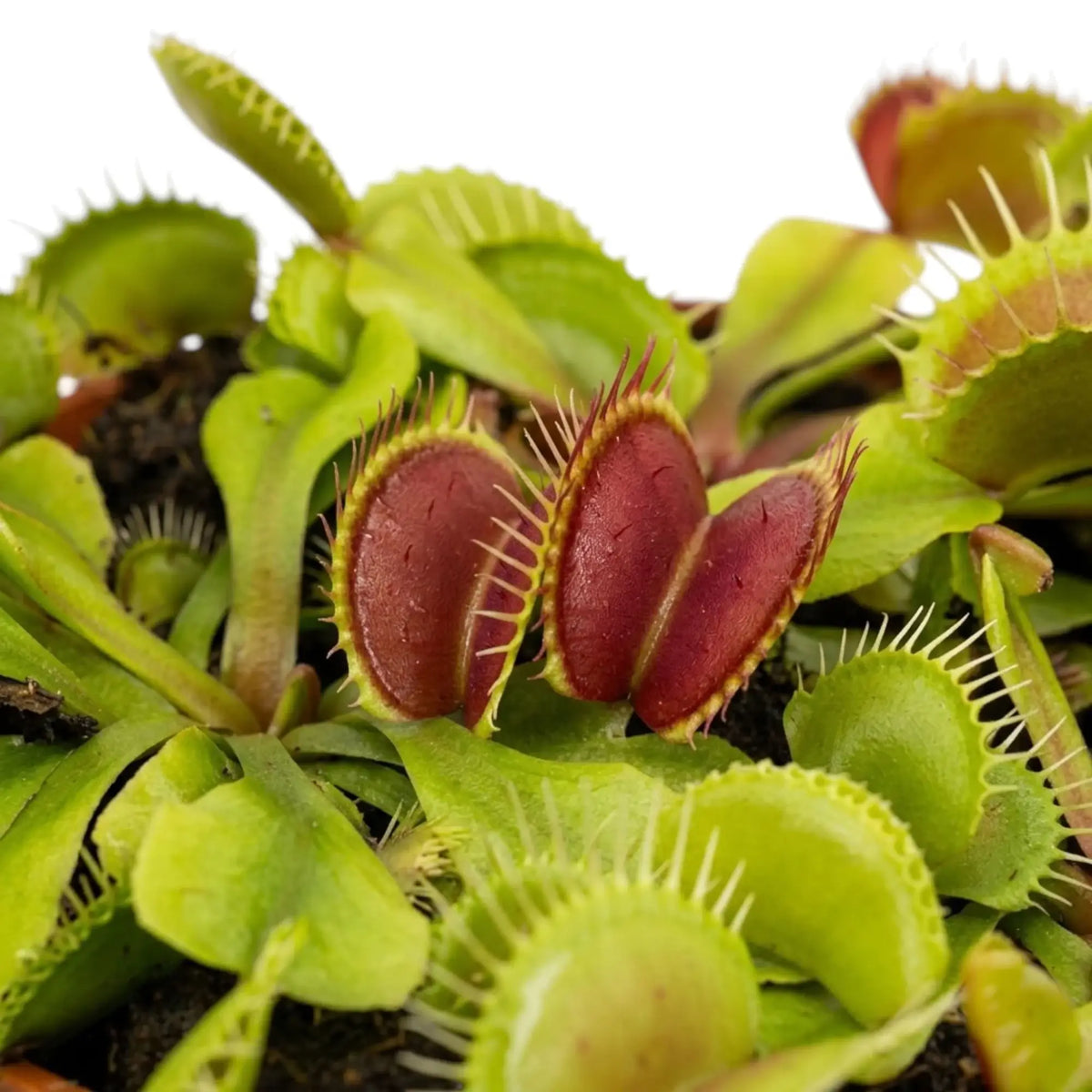 Geöffnete Fallen von Dionaea muscipula mit zahnartigen Borsten am Rand