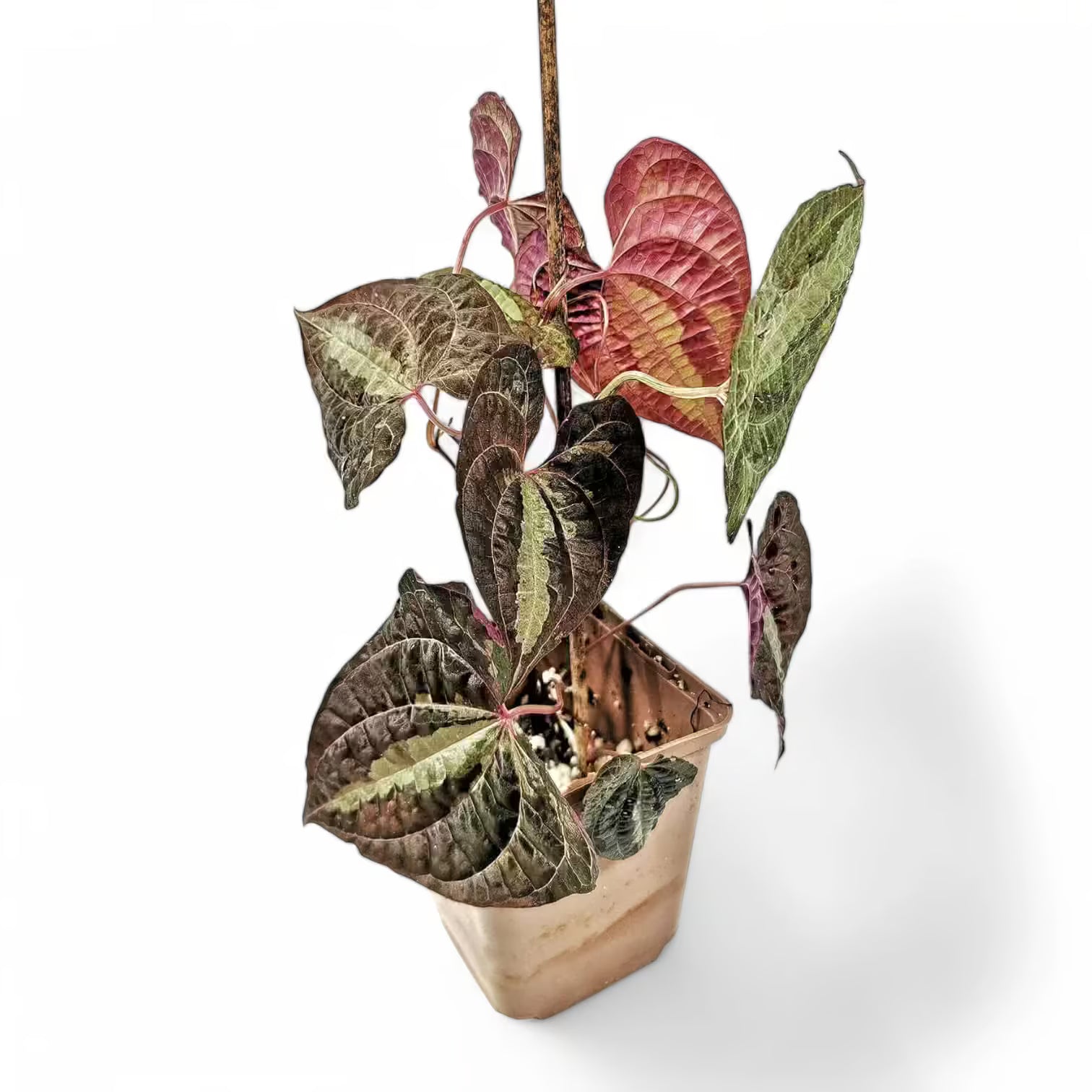Dioscorea discolor potted plant in nursery pot on white background.