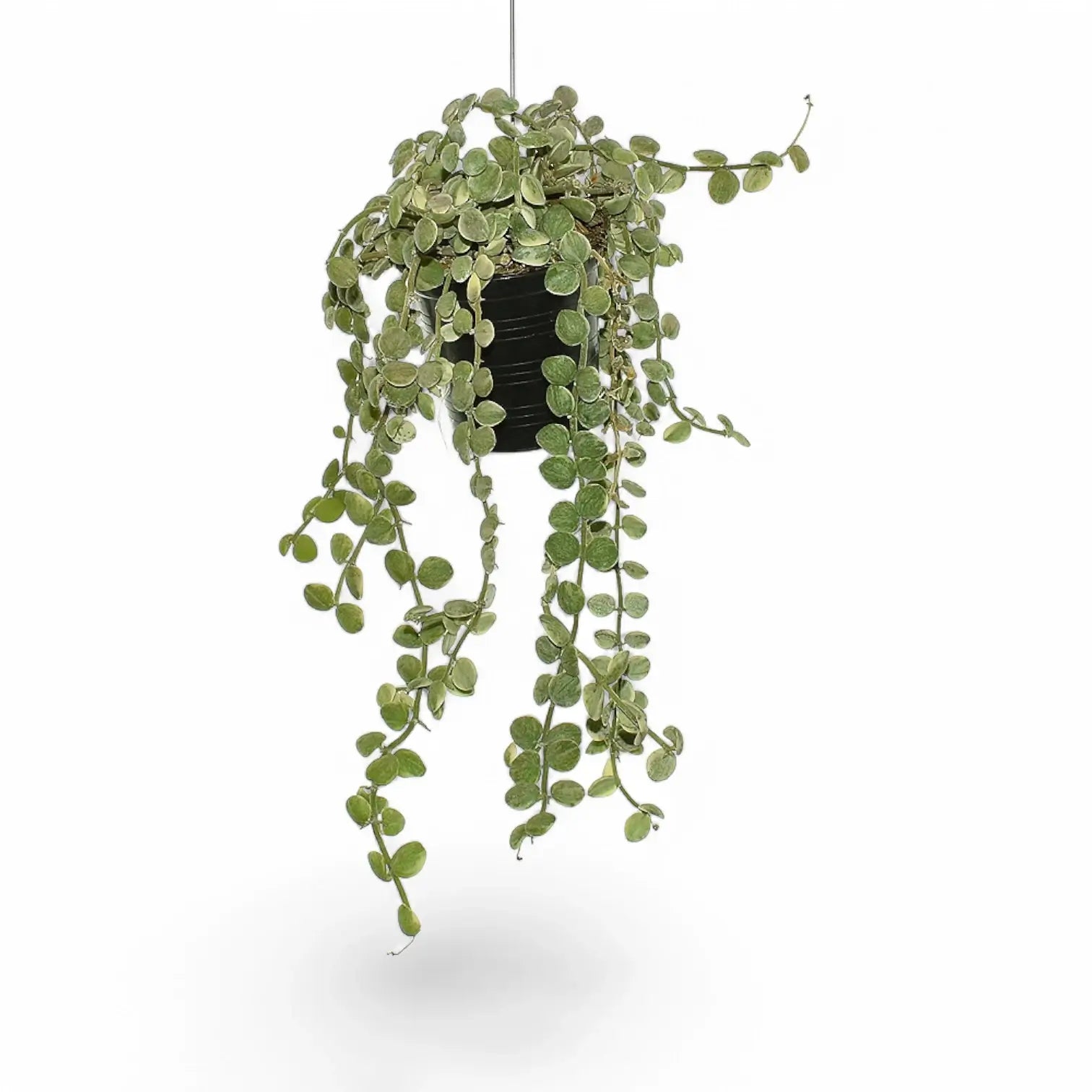 Dischidia nummularia 'Button' potted plant in nursery pot on white background.