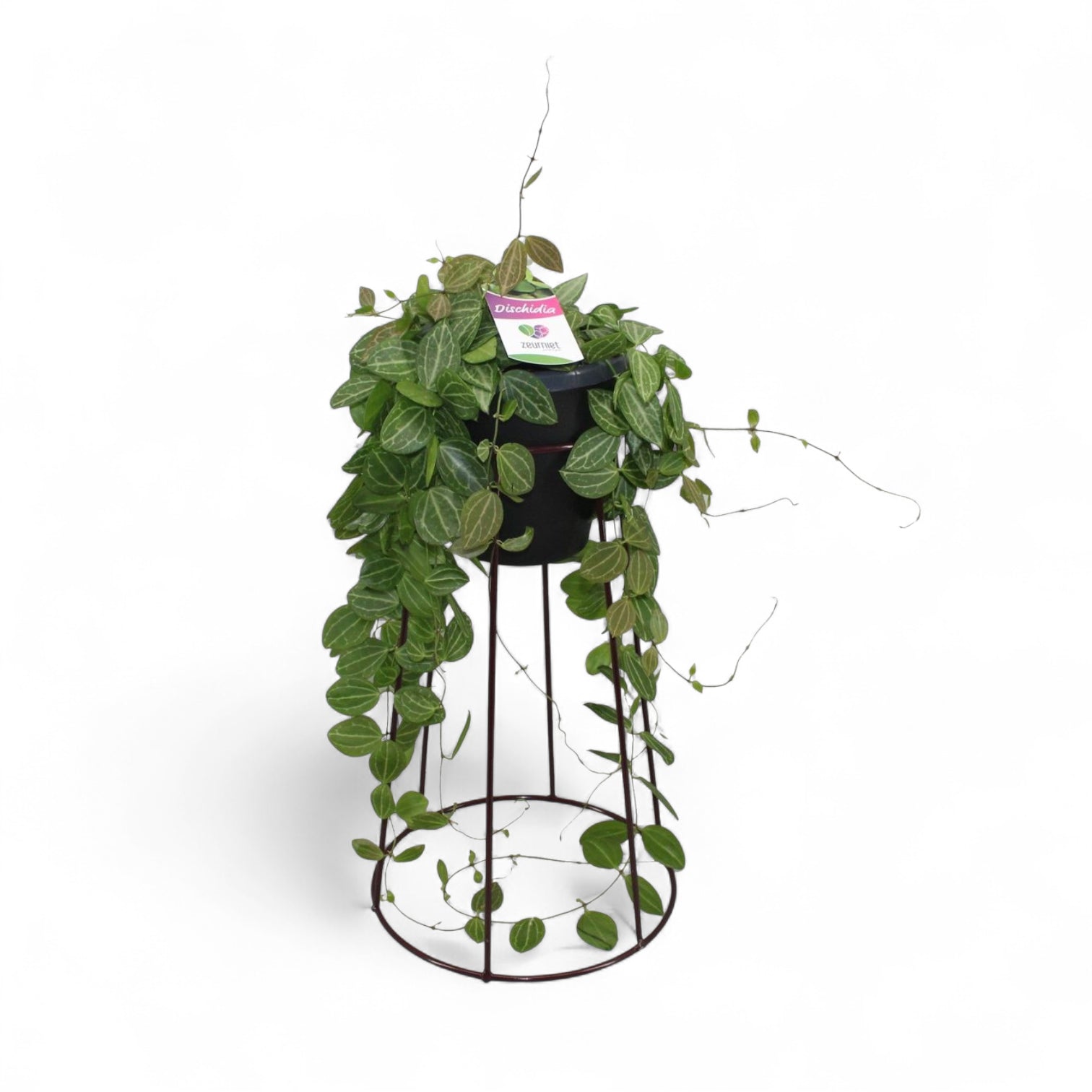 Dischidia ovata 'Melon' potted plant in nursery pot on white background.