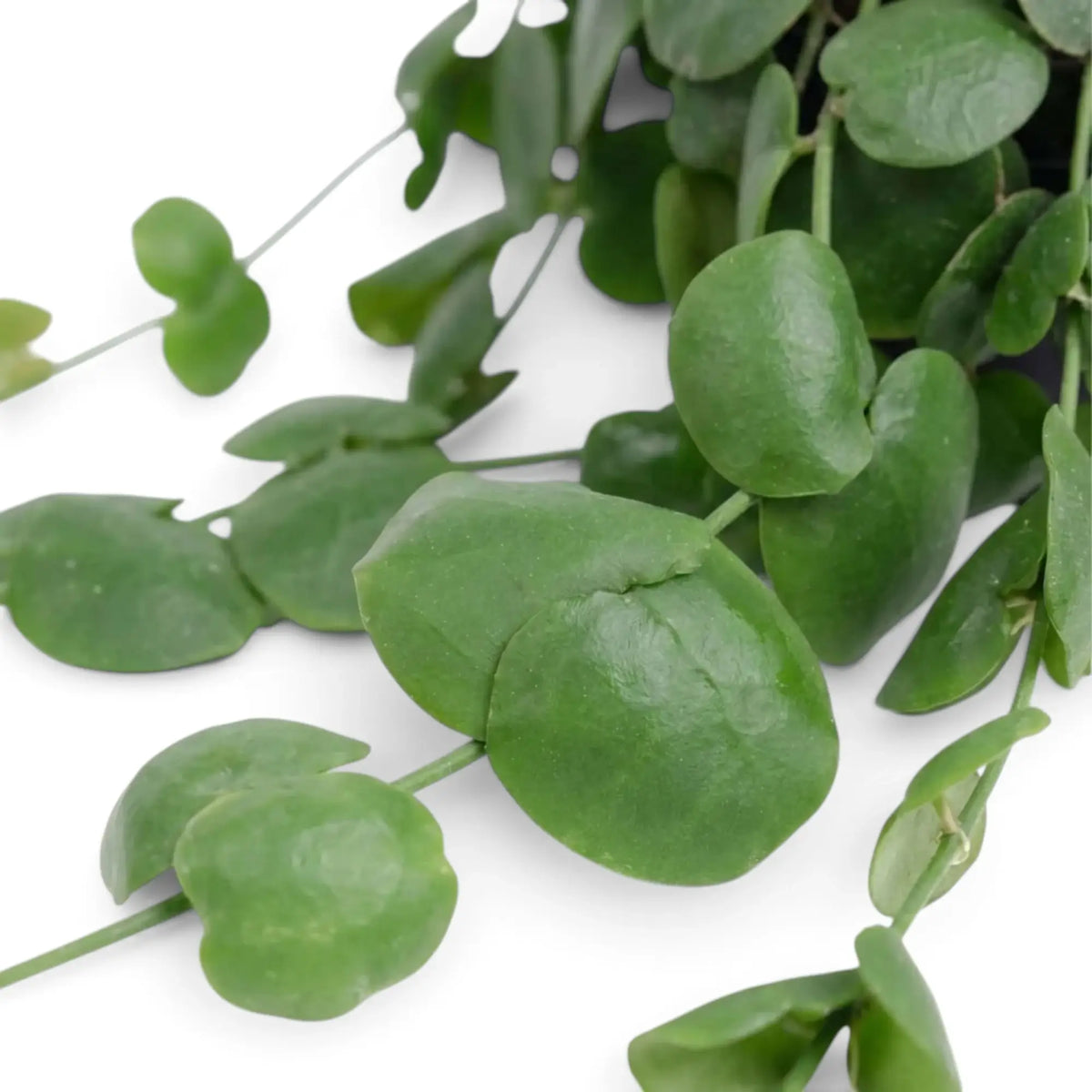 Nahaufnahme von Dischidia platyphylla mit rundlichen Blättern und einem großen gefalteten grünen Blatt