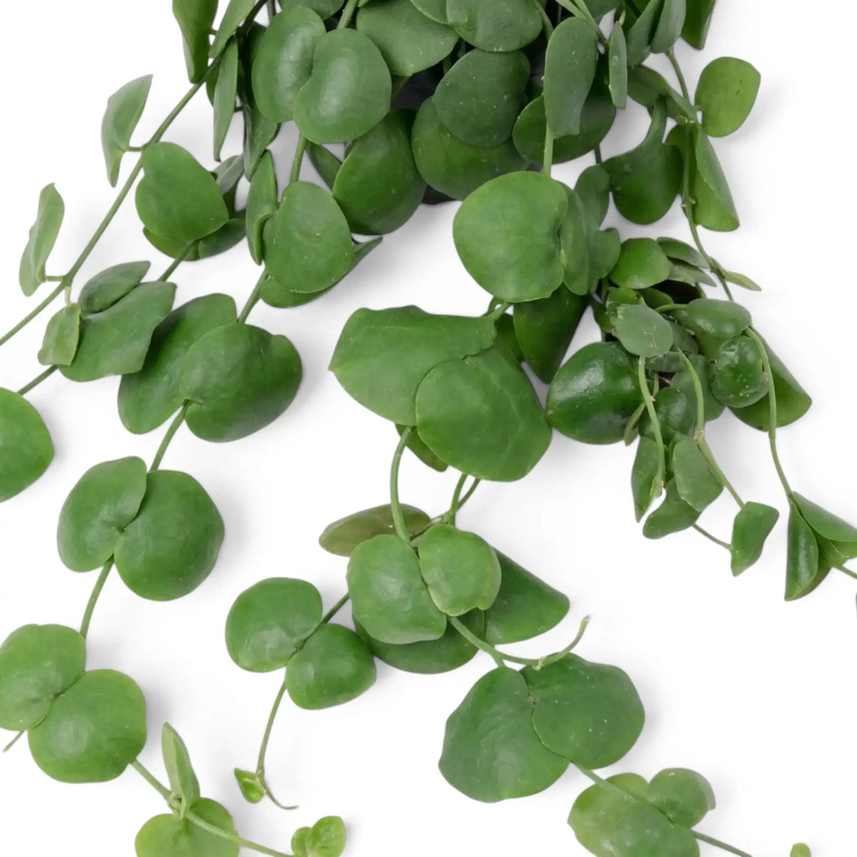 Nahaufnahme von Dischidia platyphylla mit rundlichen und gefalteten grünen Blättern an herabhängenden Trieben