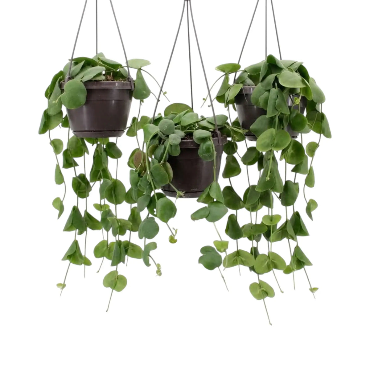 Eine Gruppe aus drei Hängetöpfen mit Dischidia platyphylla und herabhängenden grünen Ranken