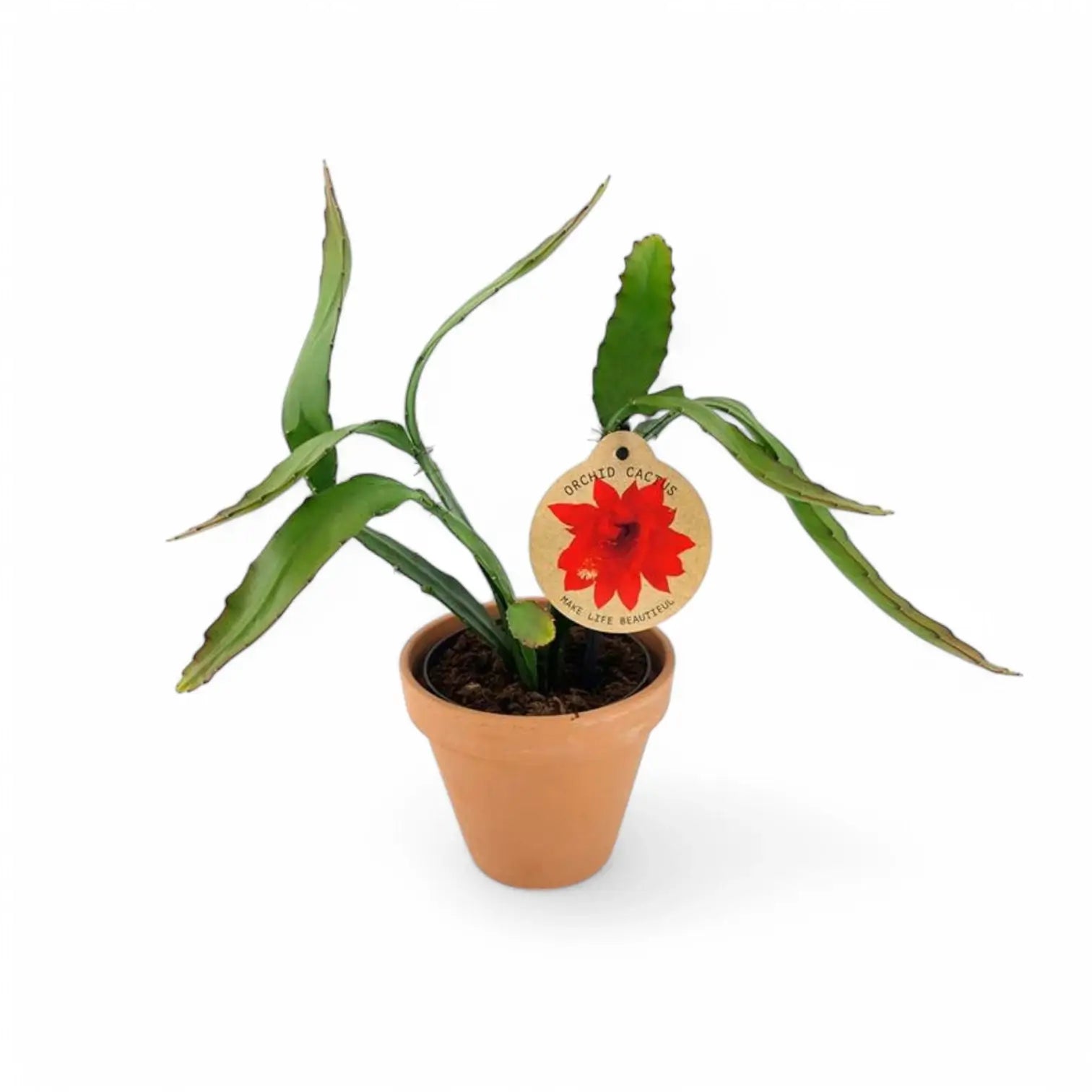 Disocactus (Epiphyllum) ackermannii potted plant in nursery pot on white background.