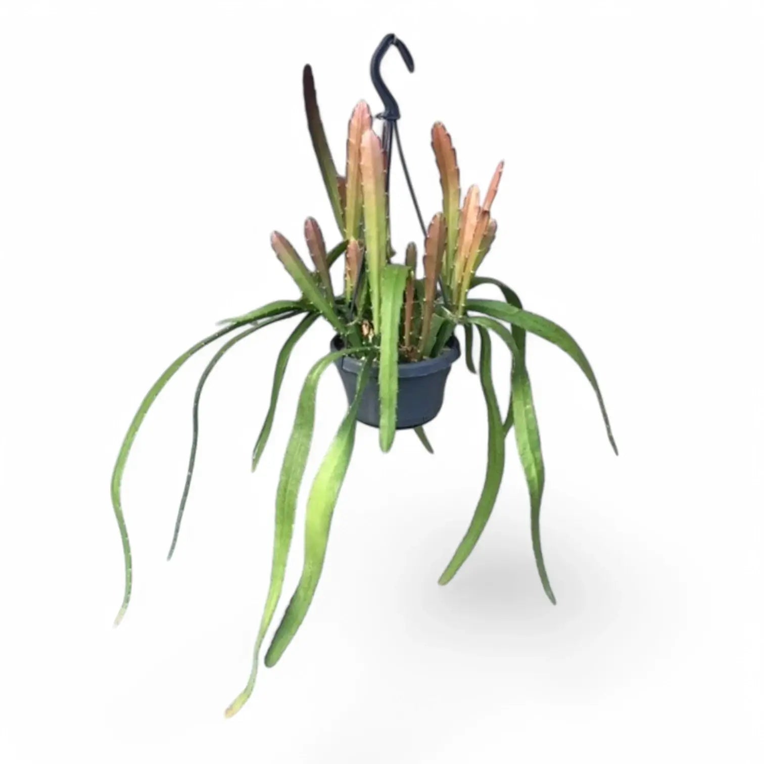 Disocactus (Epiphyllum) ackermannii 'Red tip' potted plant in nursery pot on white background.