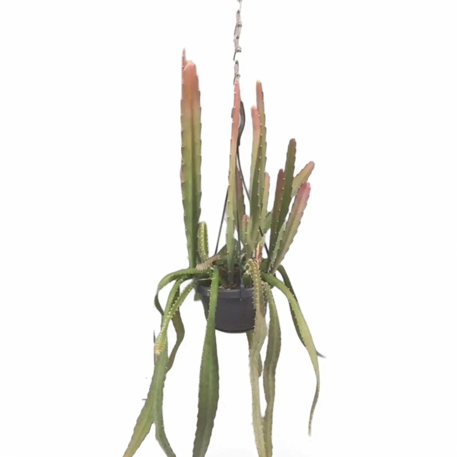 Disocactus (Epiphyllum) ackermannii 'Red tip' potted plant in nursery pot on white background.