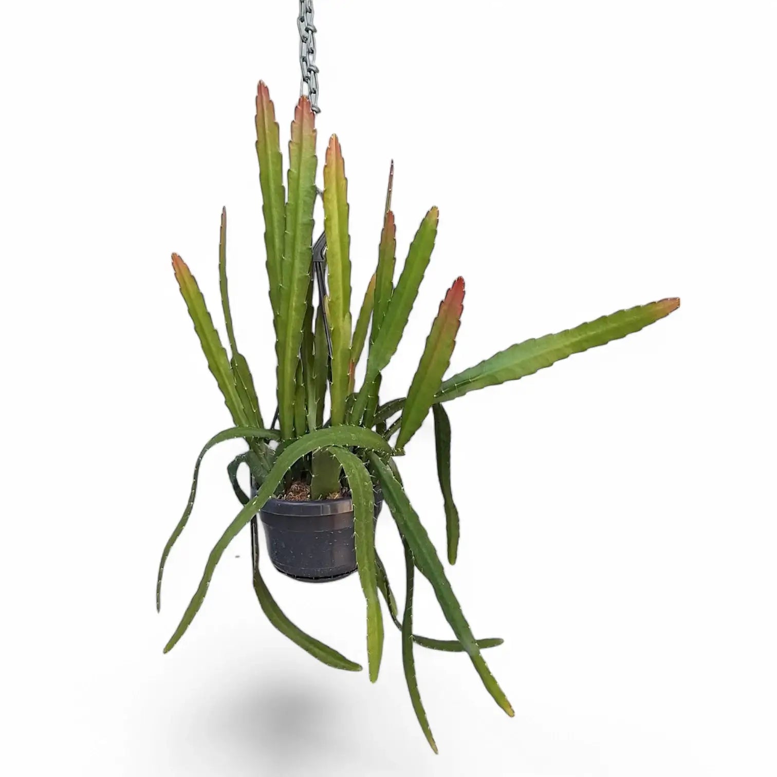 Disocactus (Epiphyllum) ackermannii 'Red tip' potted plant in nursery pot on white background.
