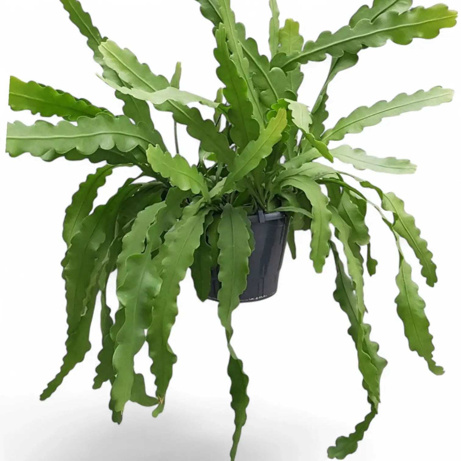 Disocactus (Epiphyllum ) crenatum 'Beavertail' potted plant in nursery pot on white background.
