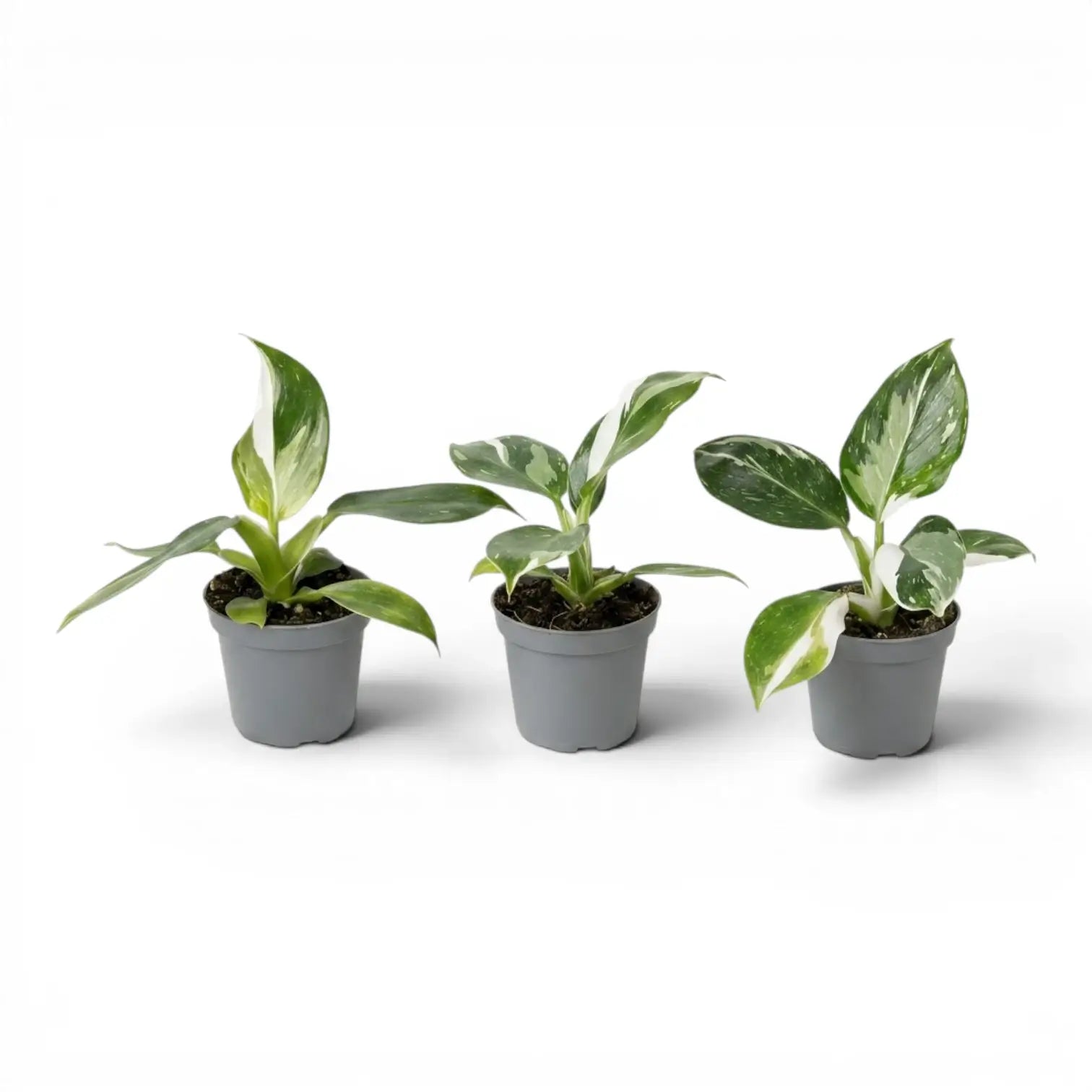 Drei Baby-Pflanzen von Philodendron 'White Wizard' in Kulturtöpfen.