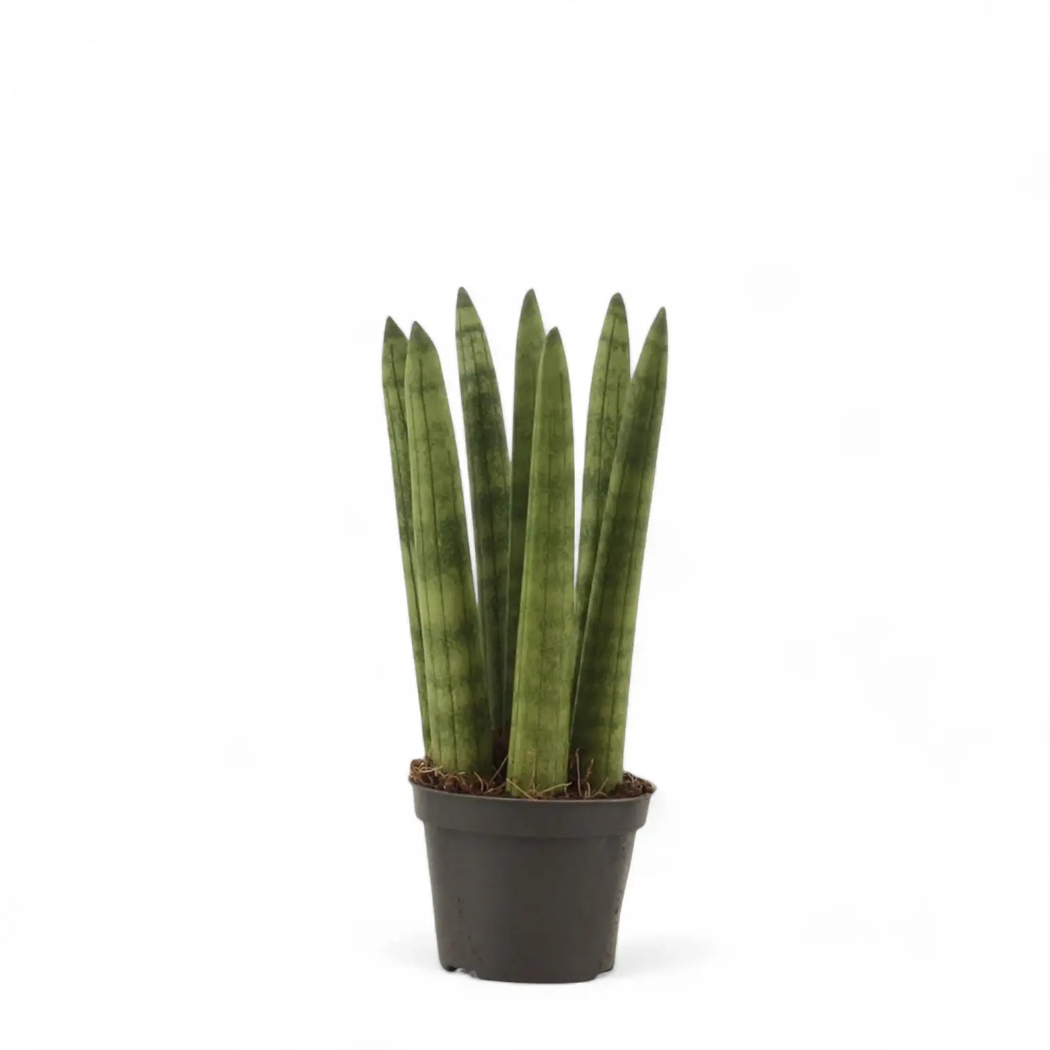 Dracaena angolensis (Sansevieria cylindrica) potted plant in nursery pot on white background.