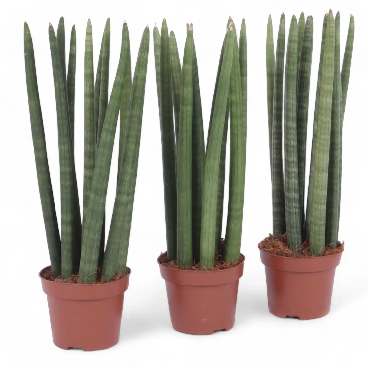 Dracaena angolensis (Sansevieria cylindrica) potted plant in nursery pot on white background.
