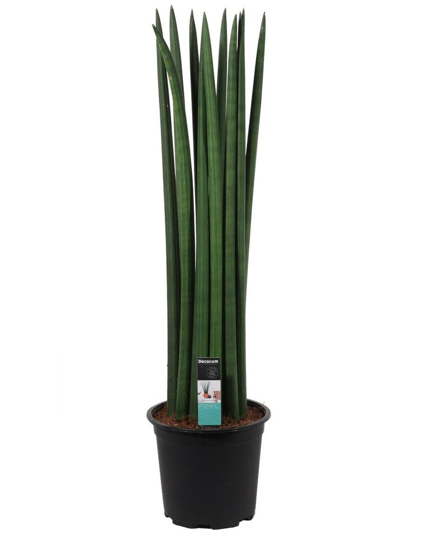 Dracaena angolensis (Sansevieria cylindrica) 'Fan' potted plant in nursery pot on white background.