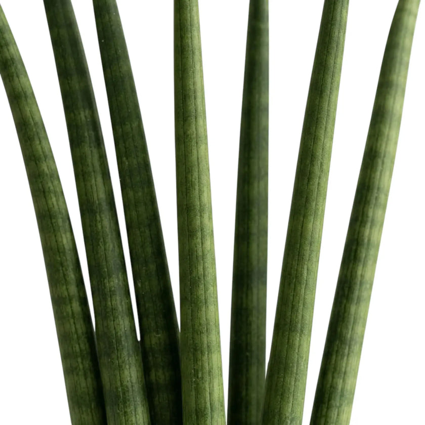 Close-up of cylindrical Dracaena angolensis 'Fan' leaves with subtle horizontal banding
