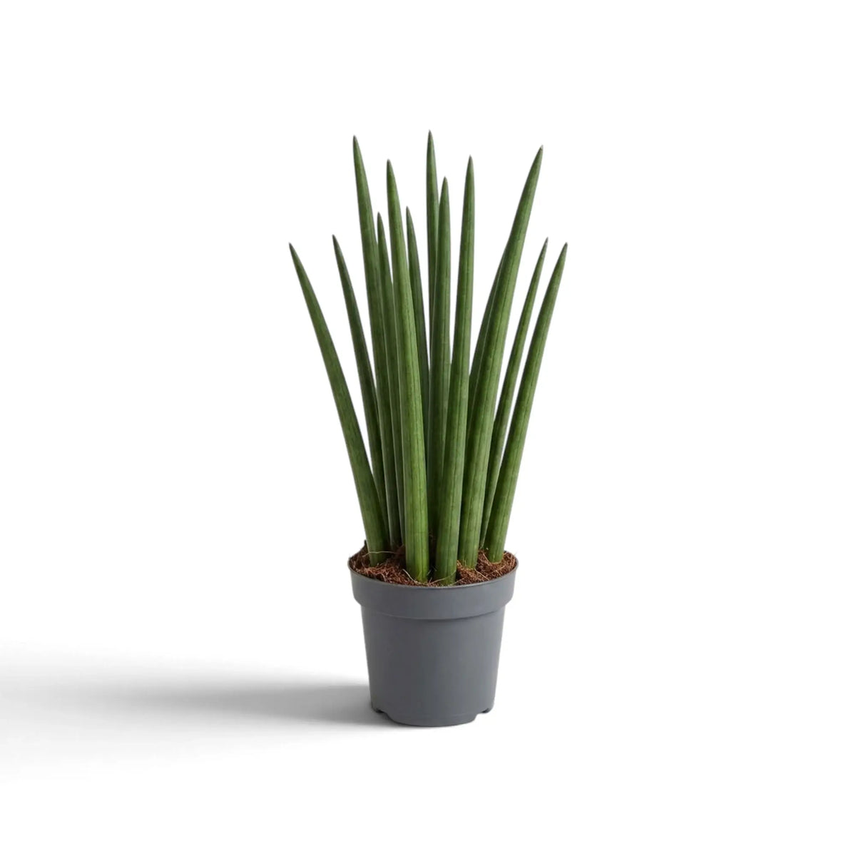 Mittelgroße Dracaena angolensis im grauen Topf mit langen, schmalen, aufrechten grünen Blättern