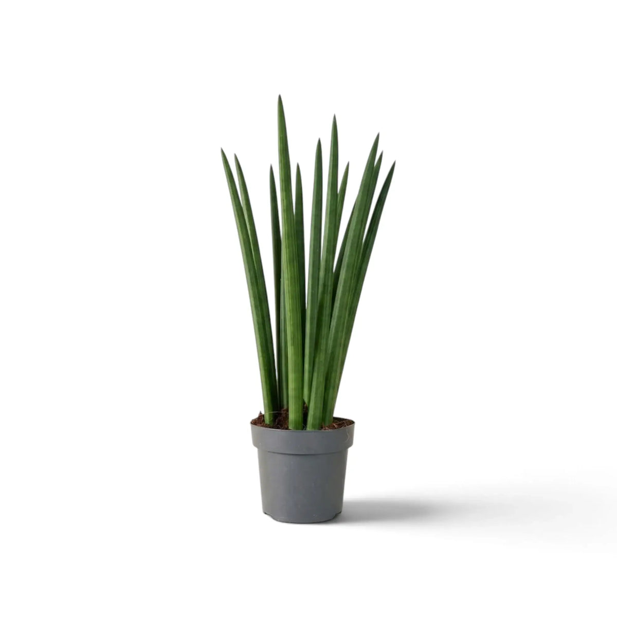 Mittelgroße Dracaena angolensis mit lockerem Fächer aus langen, zylindrischen Blättern