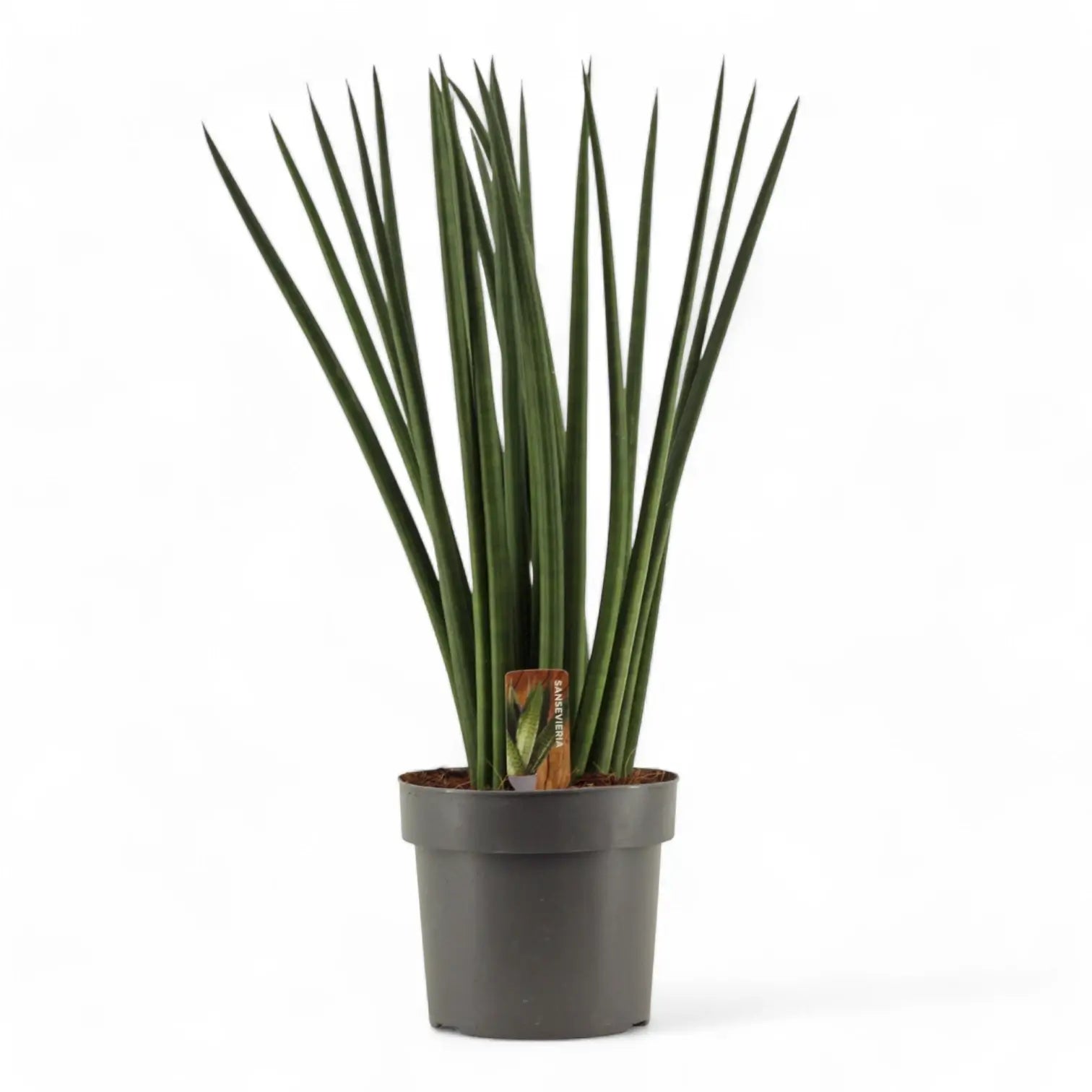 Dracaena angolensis (Sansevieria cylindrica) 'Spaghetti' potted plant in nursery pot on white background.