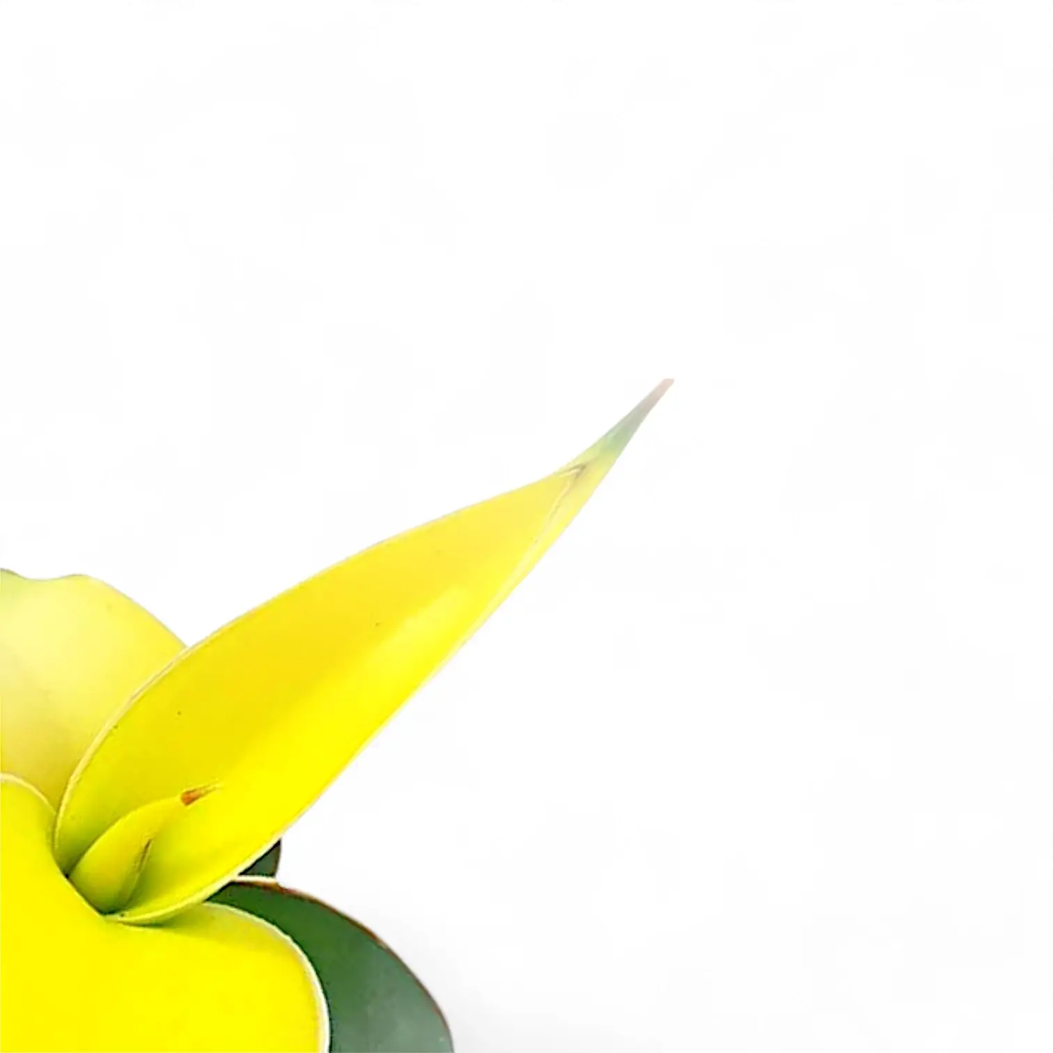 Dracaena angolensis (Sansevieria cylindrica) 'Star Canary' – Blattdetail vor weißem Hintergrund..