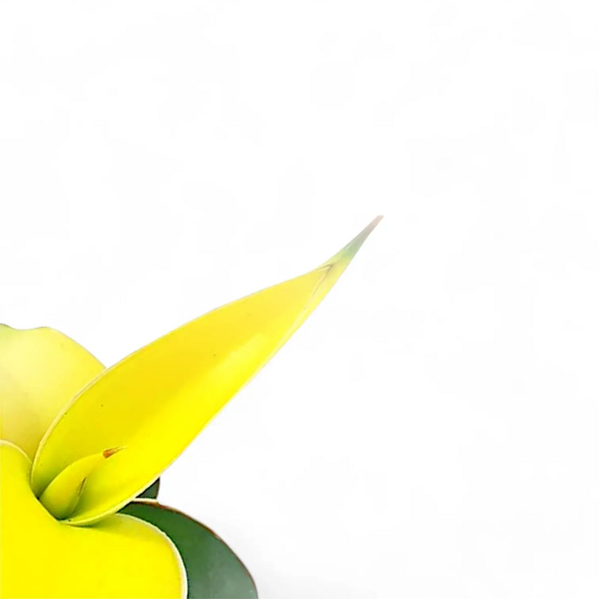 Dracaena angolensis (Sansevieria cylindrica) 'Star Canary' – Blattdetail vor weißem Hintergrund..