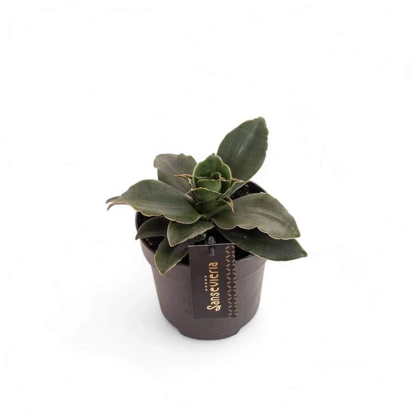 Dracaena angolensis (Sansevieria cylindrica) 'Star Rose' Zimmerpflanze im Anzuchttopf vor weißem Hintergrund, Produktfoto 2.