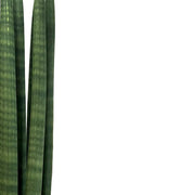 Nahaufnahme von Dracaena angolensis (Sansevieria cylindrica) 'Straight' vor weißem Hintergrund.