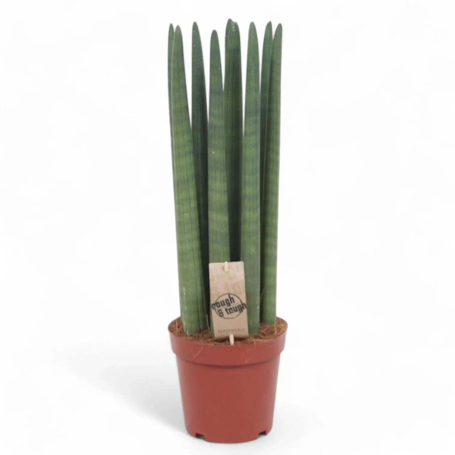 Dracaena angolensis (Sansevieria cylindrica) 'Straight' – Topfpflanze im Kulturtopf vor weißem Hintergrund, Produktfoto 4.