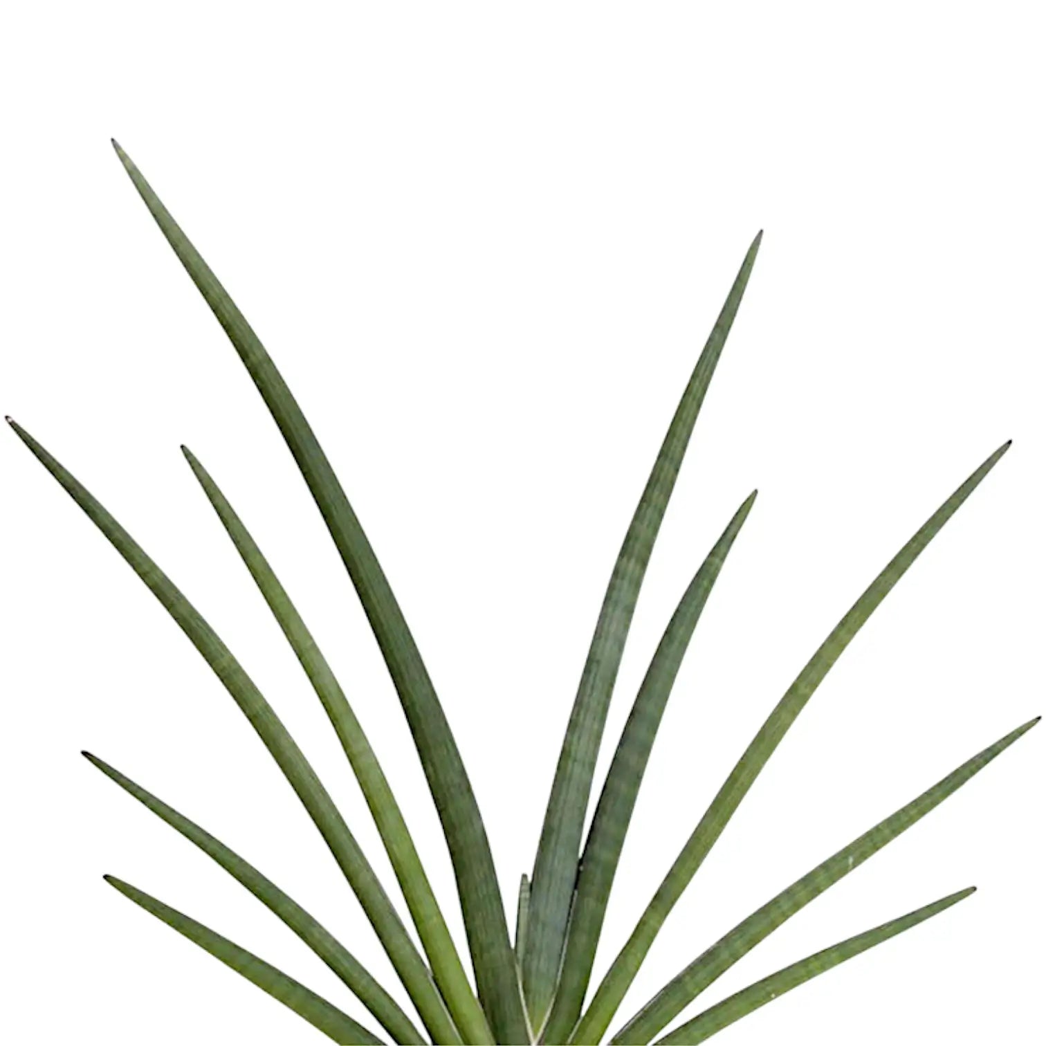 Dracaena angolensis (Sansevieria cylindrica) 'Tiara Grund Gazzelle' – Blattdetail vor weißem Hintergrund..