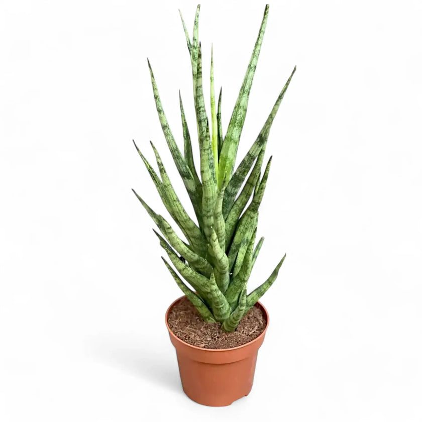 Dracaena angolensis (Sansevieria cylindrica) 'Torch' Zimmerpflanze im Anzuchttopf vor weißem Hintergrund, Produktfoto 2.