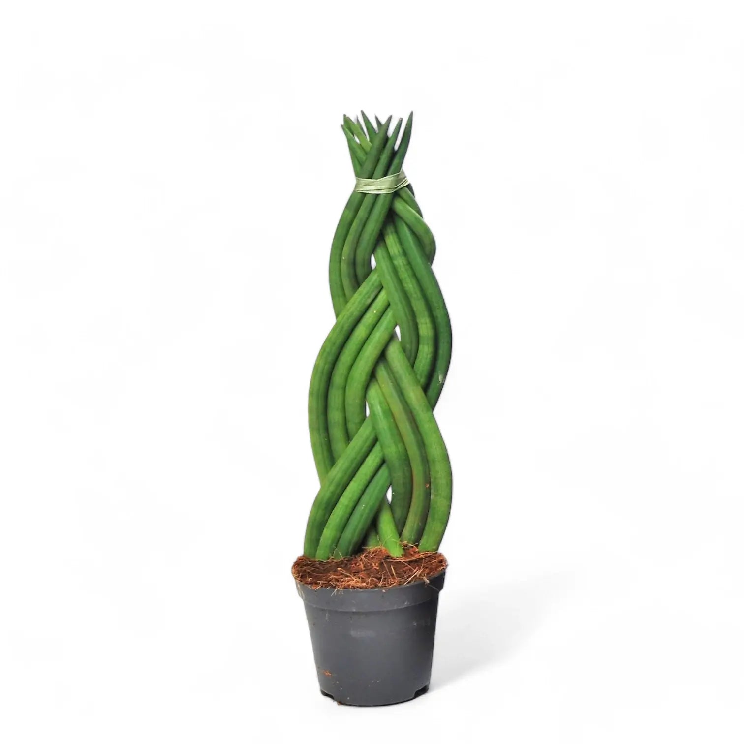Dracaena angolensis (Sansevieria cylindrica) 'Twister' potted plant in nursery pot on white background.