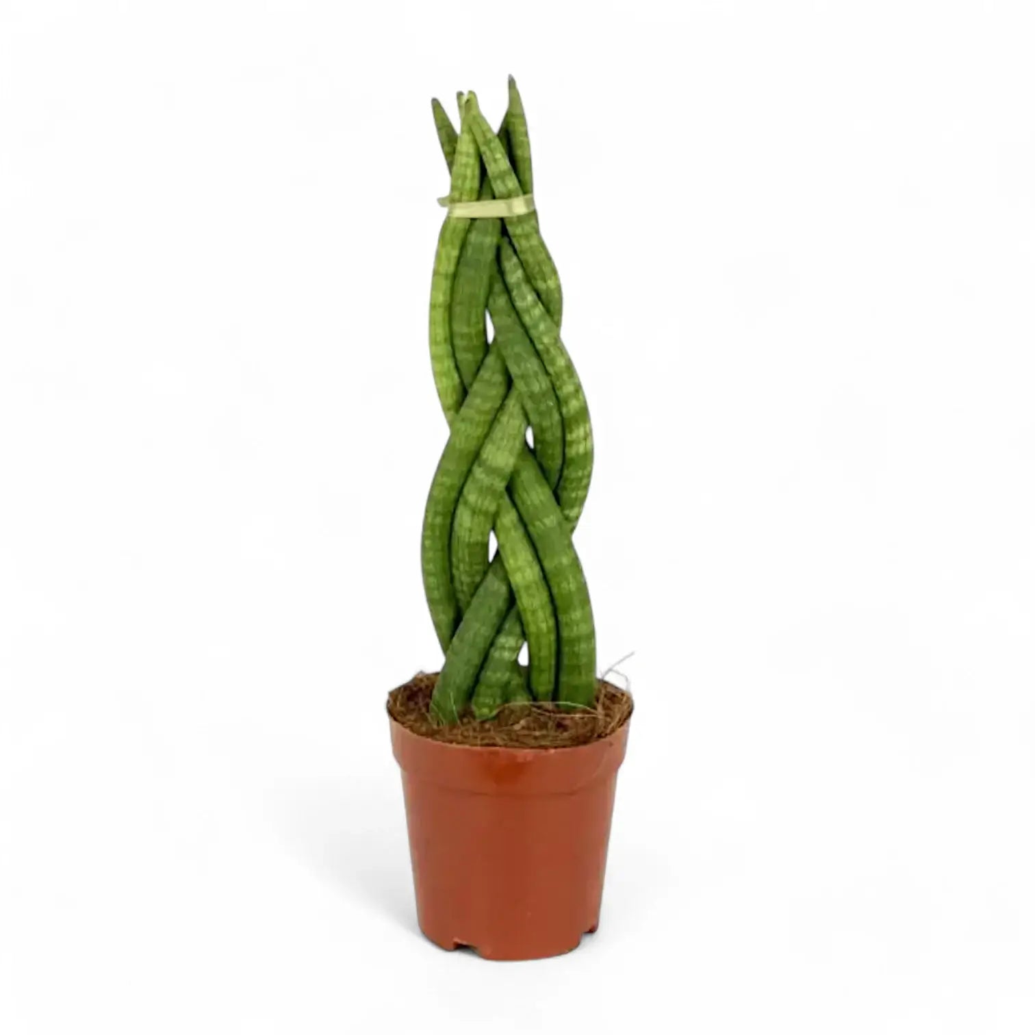 Dracaena angolensis (Sansevieria cylindrica) 'Twister' potted plant in nursery pot on white background.