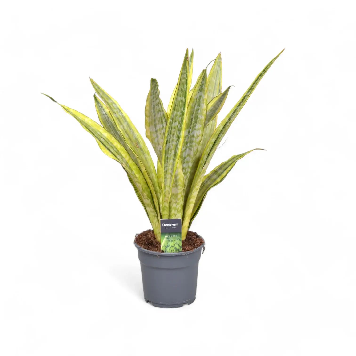 Dracaena (Sansevieria) aubrytiana 'Lauren' Zimmerpflanze im Anzuchttopf vor weißem Hintergrund, Produktfoto 3.