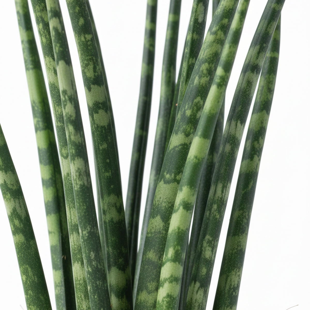 Dracaena (Sansevieria) bacularis 'Fernwood Mikado' potted plant in nursery pot on white background.