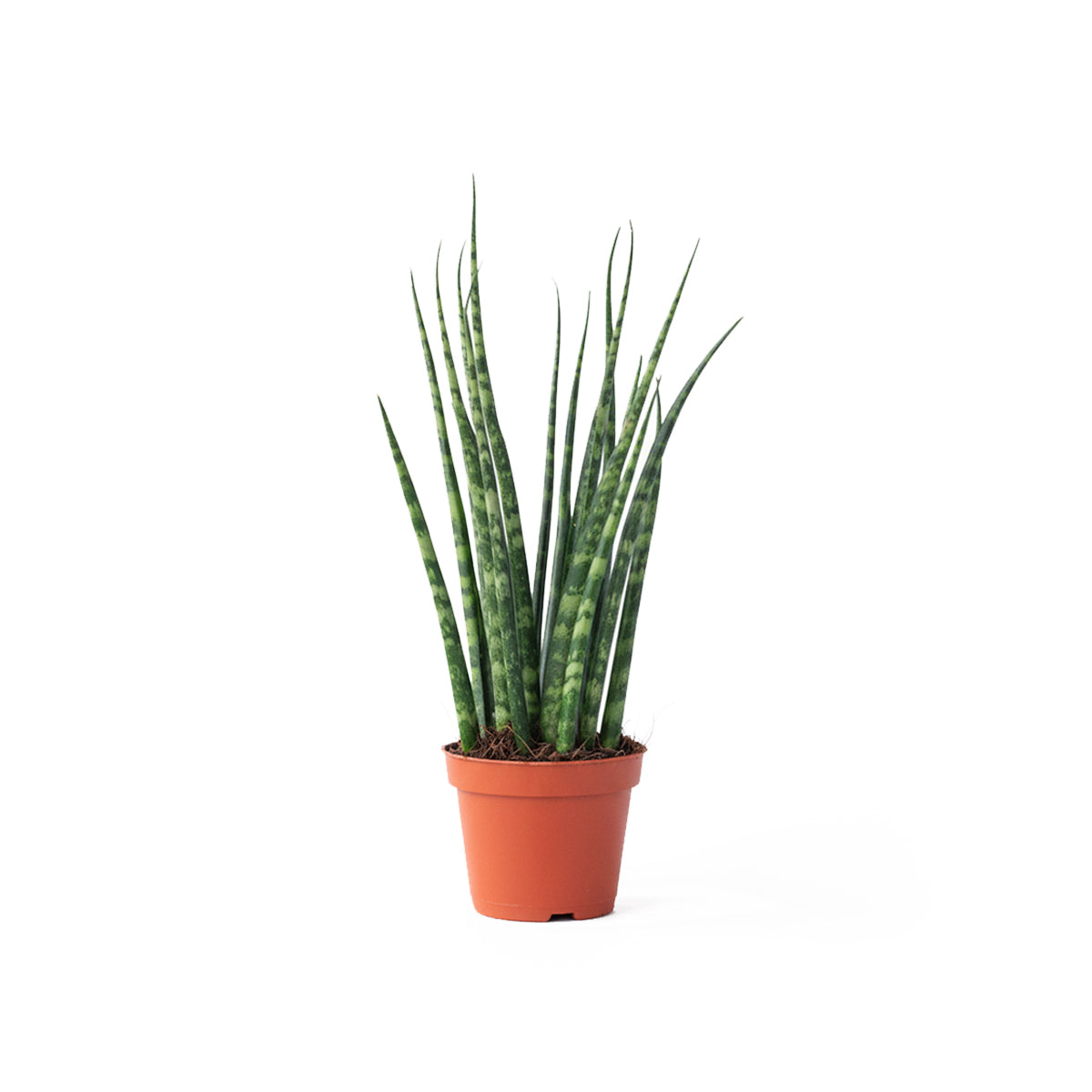 Dracaena (Sansevieria) bacularis 'Fernwood Mikado' potted plant in nursery pot on white background.