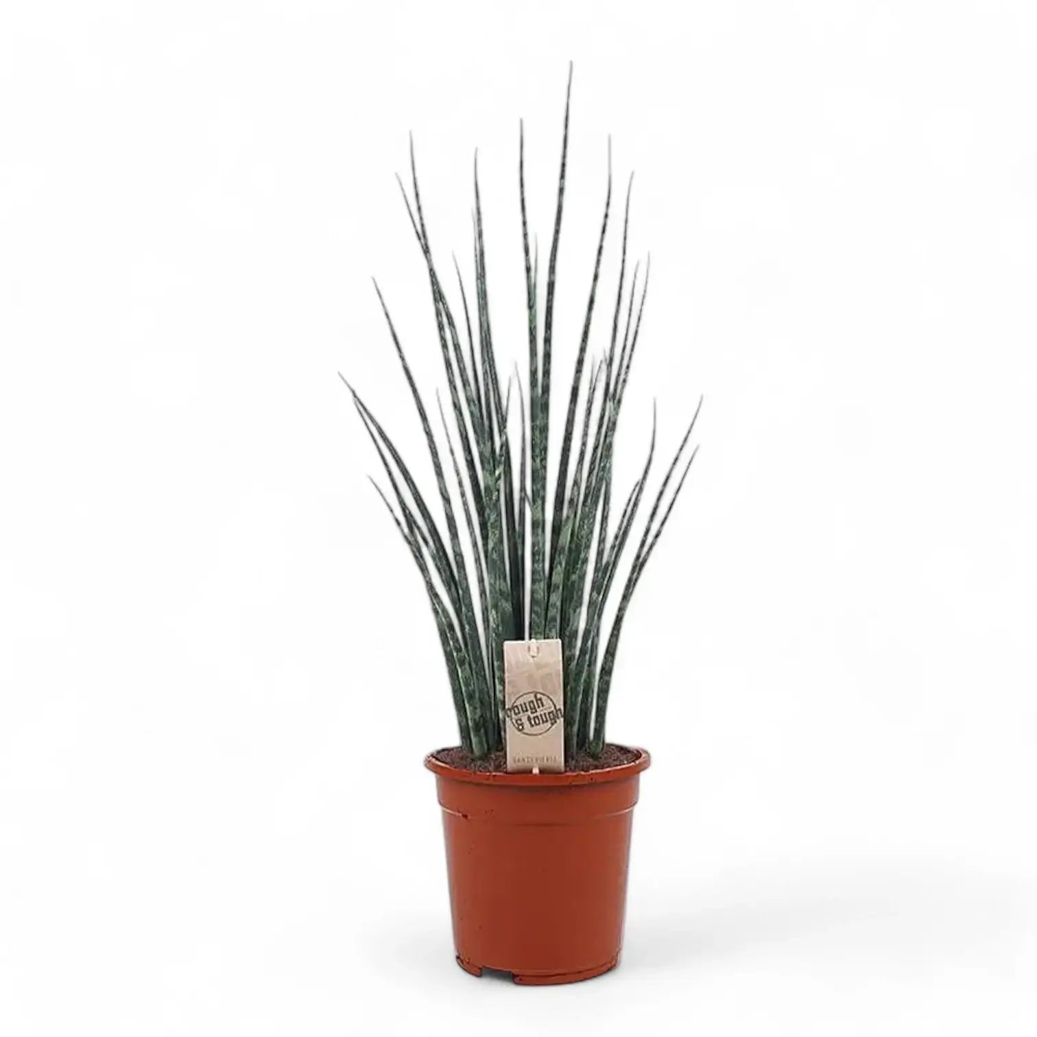 Dracaena (Sansevieria) bacularis 'Fernwood Mikado' potted plant in nursery pot on white background.