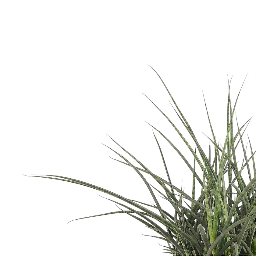 Dracaena (Sansevieria) bacularis 'Fernwood Punk' – Blattdetail vor weißem Hintergrund..