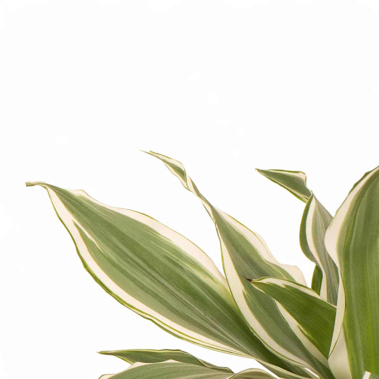 Dracaena braunii 'Victory' close-up of leaf on white background.