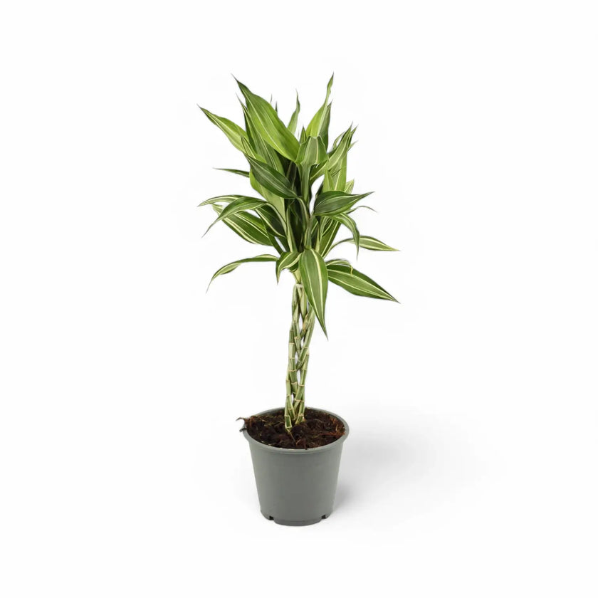 Dracaena braunii 'Victory' potted plant in nursery pot on white background.