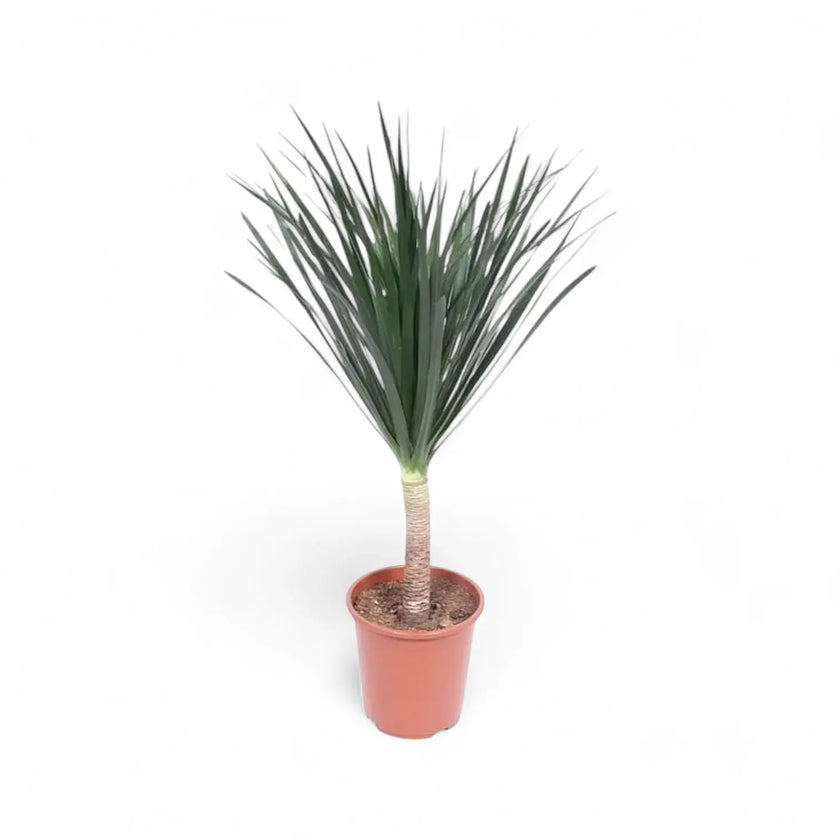 Dracaena draco potted plant in nursery pot on white background.