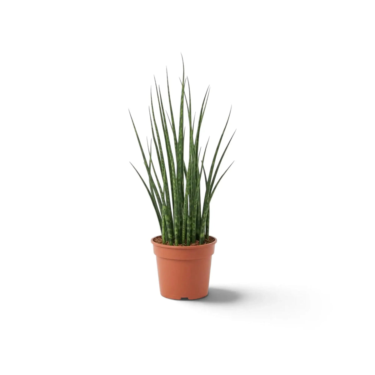 Junge Dracaena ‘Fernwood Mikado’ mit schlanken aufrechten Blättern und Querzeichnung im Kulturtopf
