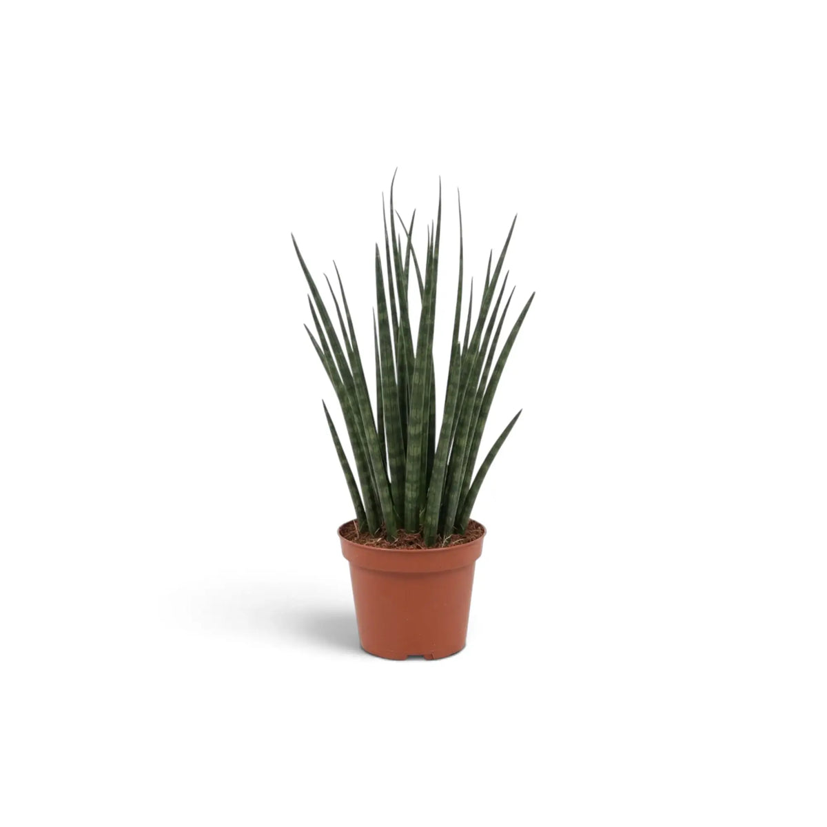 Junge Dracaena ‘Fernwood Mikado’ mit dicht stehenden zylindrischen Blättern im Kulturtopf