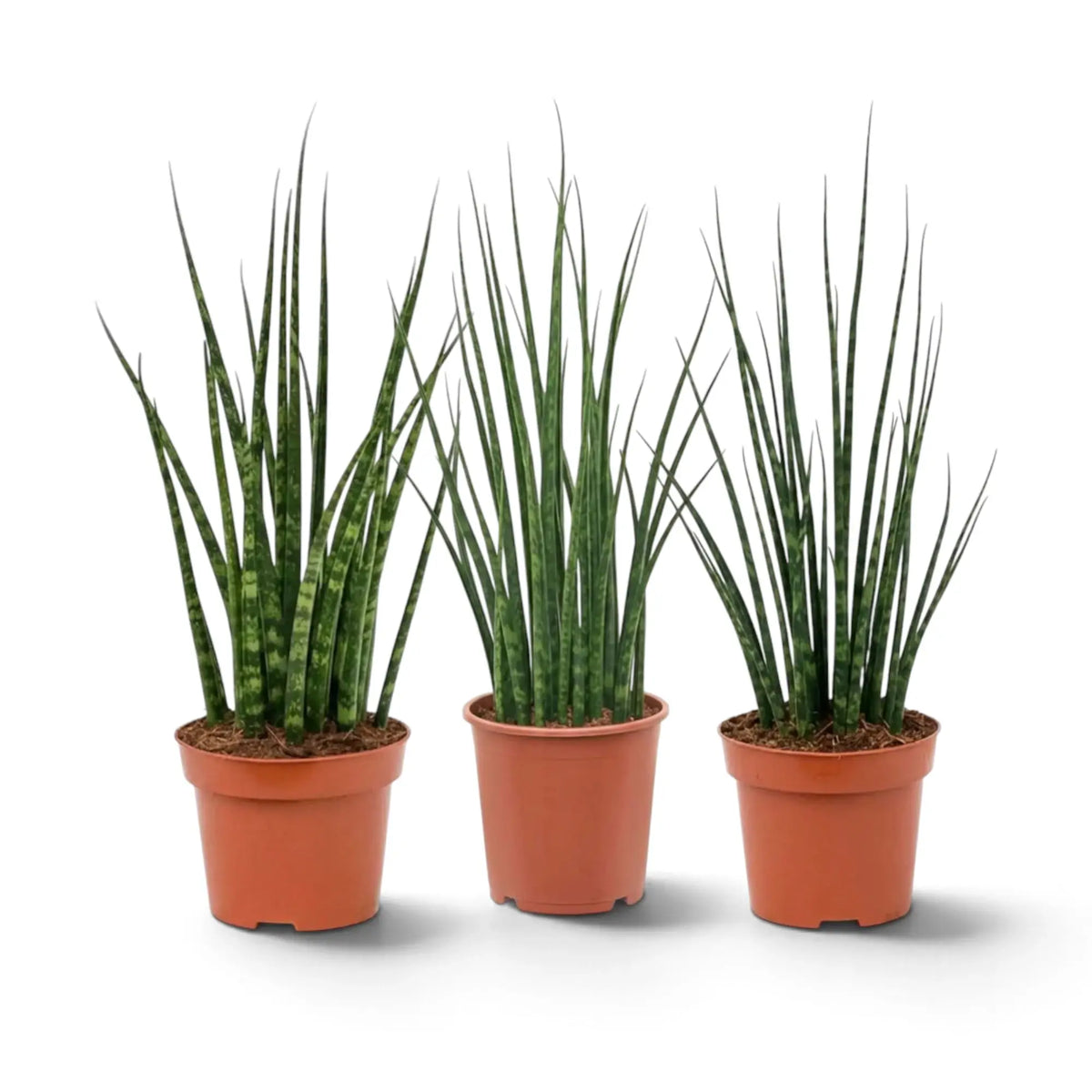Junge Dracaena ‘Fernwood Mikado’ mit feinen zylindrischen Blättern, die dicht aus der Basis wachsen