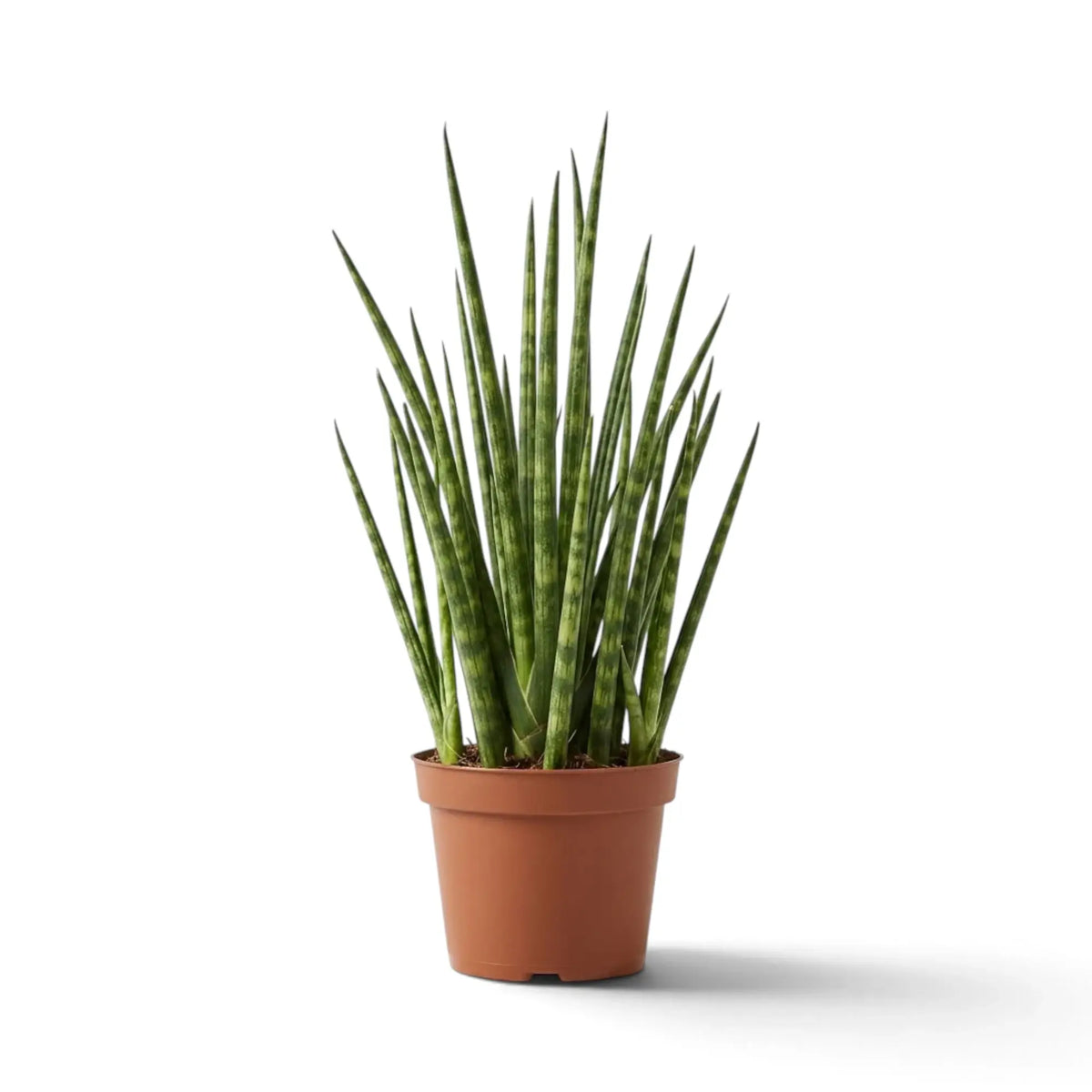 Dracaena ‘Fernwood Mikado’ mit vielen schmalen, quer gezeichneten Blättern in einem aufrechten Büschel