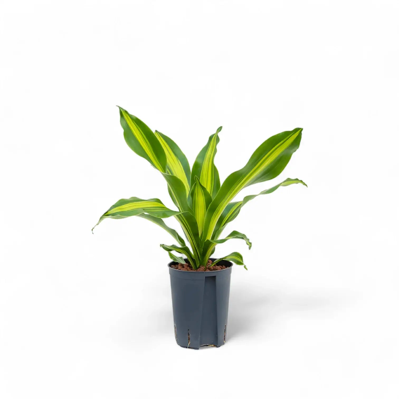 Dracaena fragrans 'Burley' potted plant in nursery pot on white background.