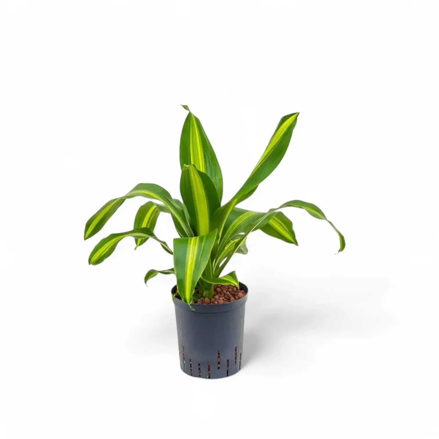 Dracaena fragrans 'Burley' potted plant in nursery pot on white background.