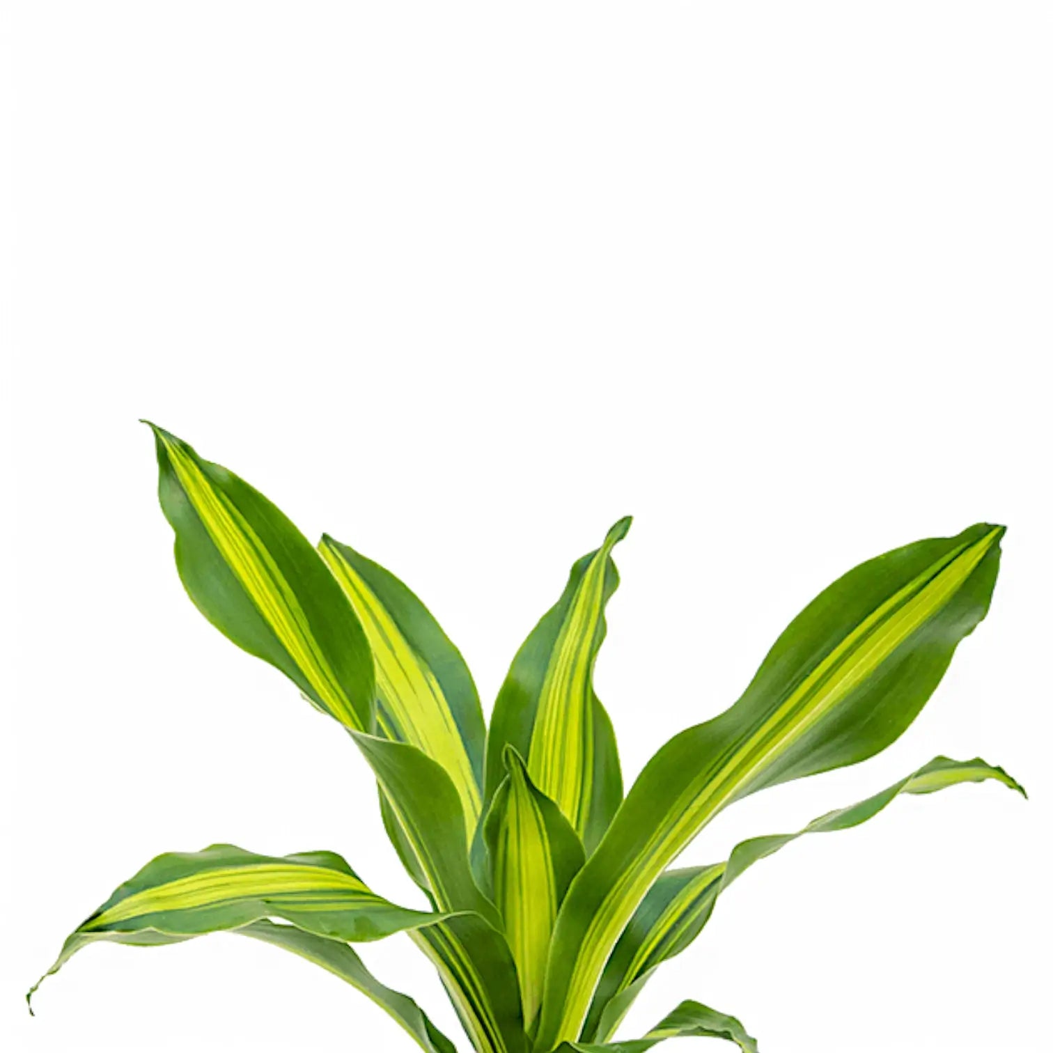 Dracaena fragrans 'Burley' potted plant in nursery pot on white background.
