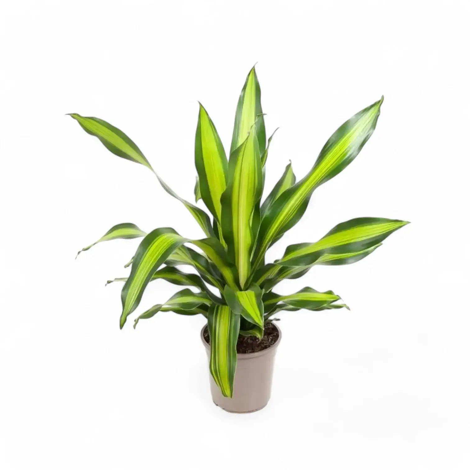 Dracaena fragrans 'Burley' potted plant in nursery pot on white background.
