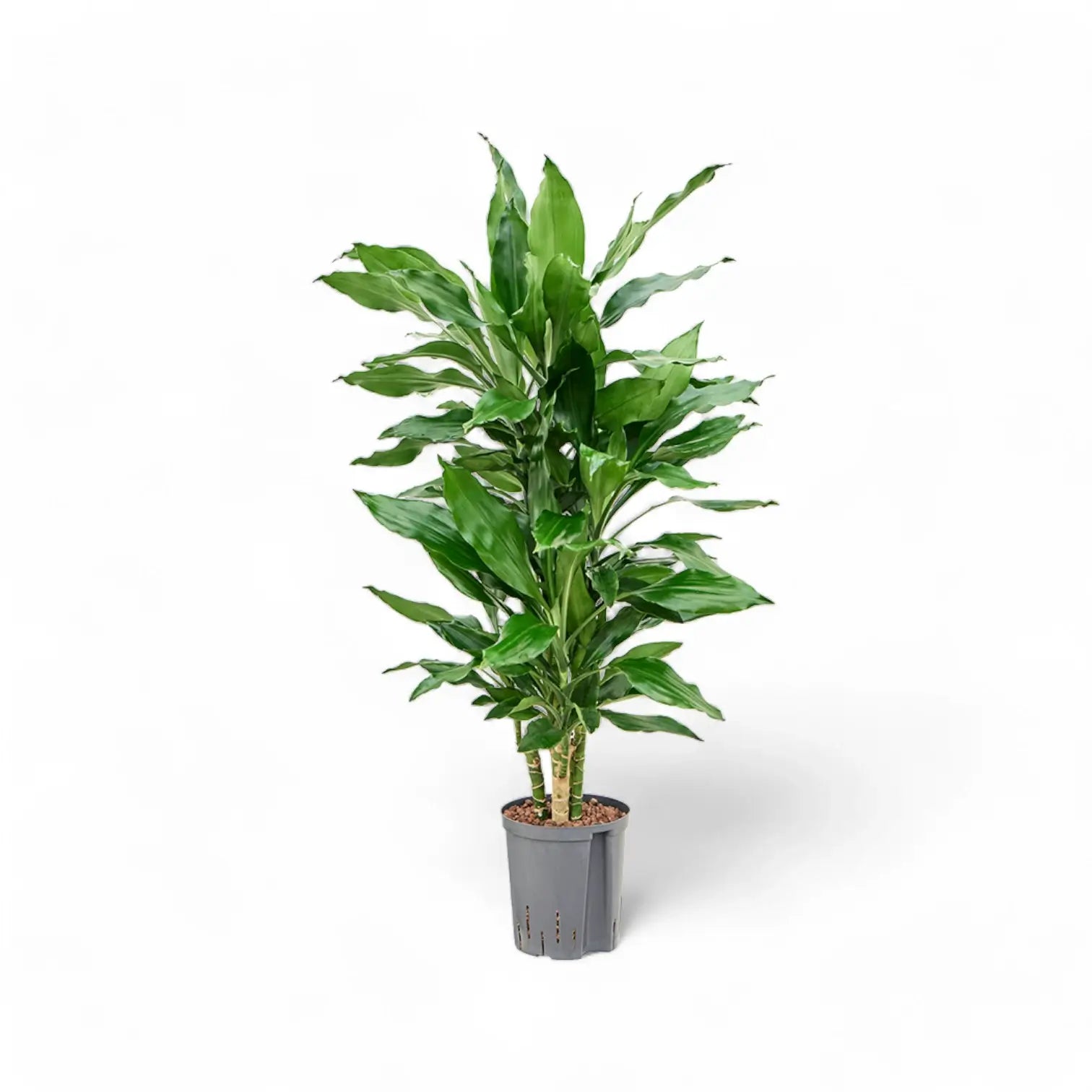 Dracaena fragrans 'Burundi' potted plant in nursery pot on white background.