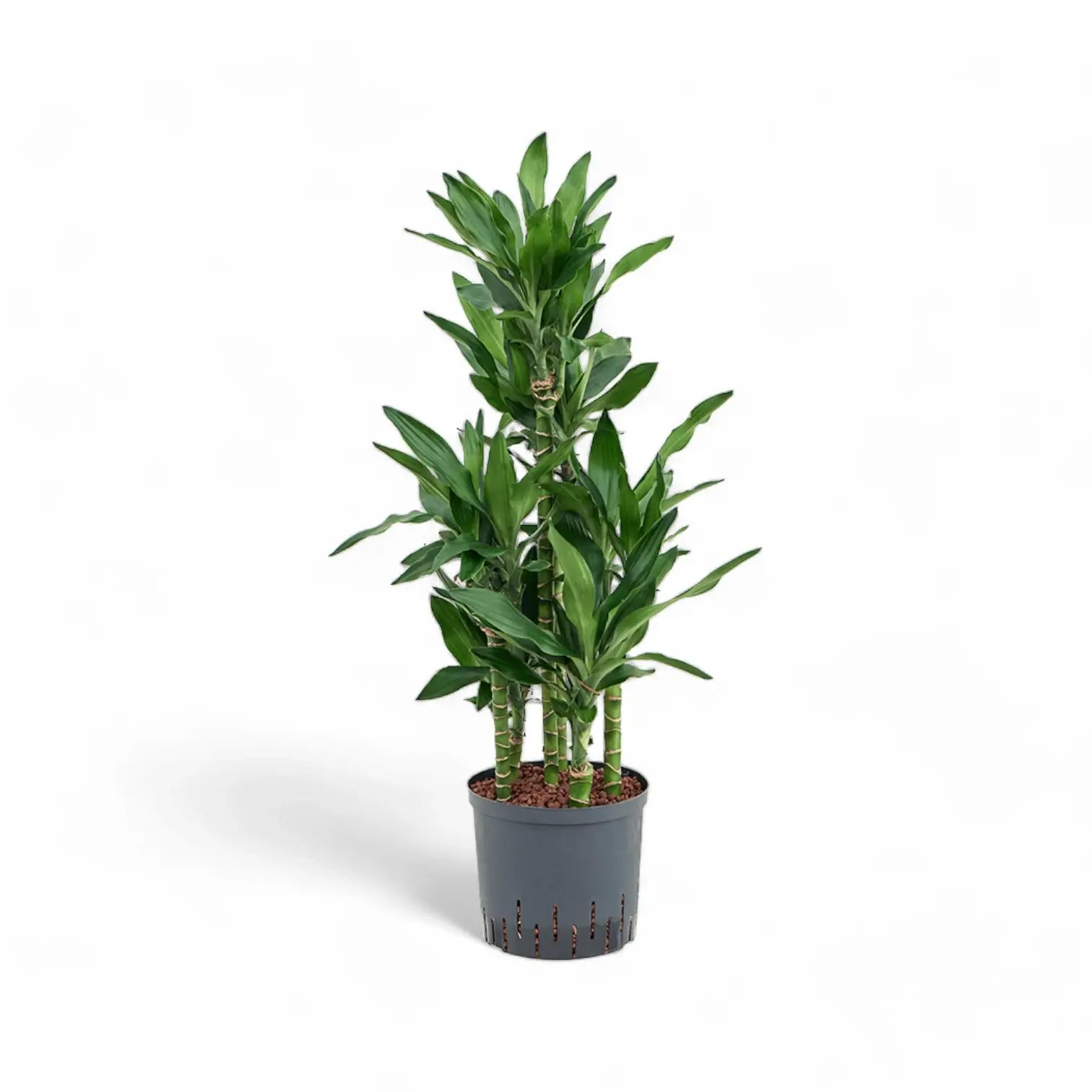 Dracaena fragrans 'Burundi' potted plant in nursery pot on white background.