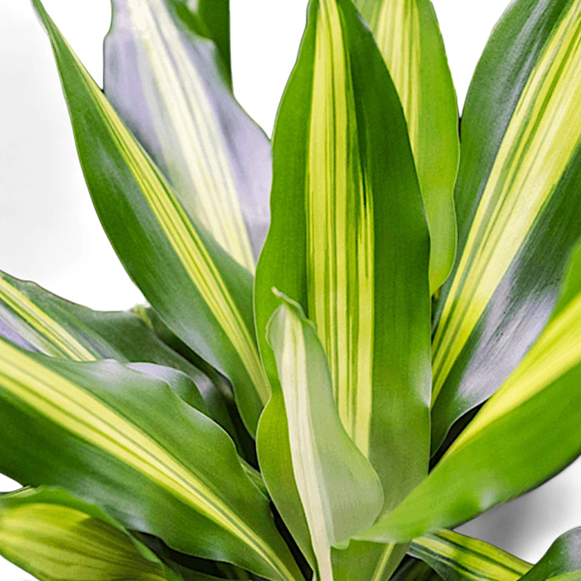 Dracaena fragrans 'Cintho' close-up of leaf on white background.