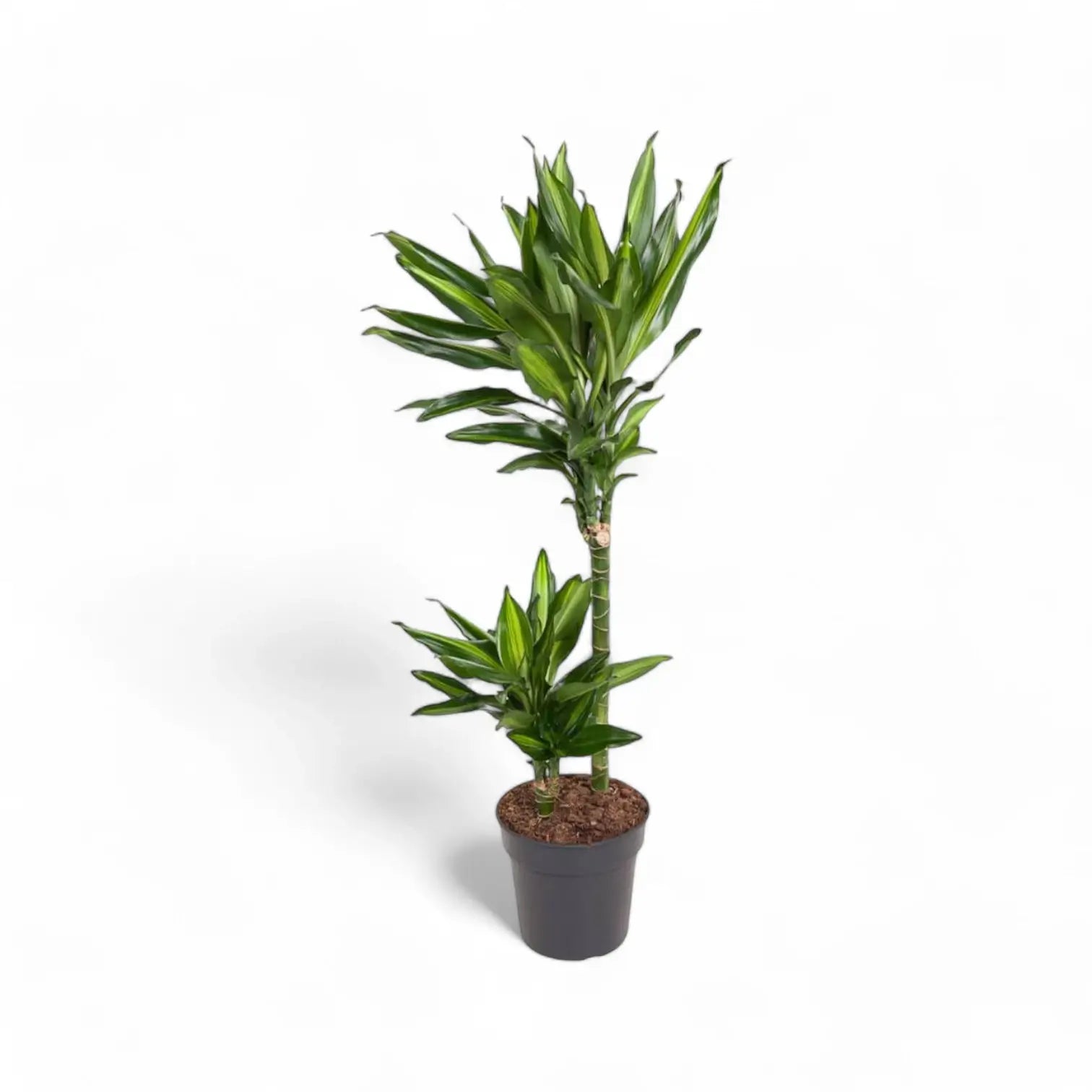 Dracaena fragrans 'Cintho' potted plant in nursery pot on white background.